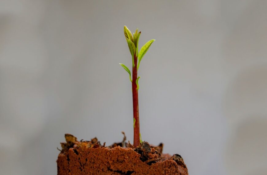 The Fruit that Grows at the Pace of Grace